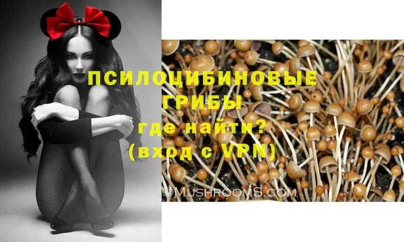 Псилоцибиновые грибы Psilocybe  Котлас 